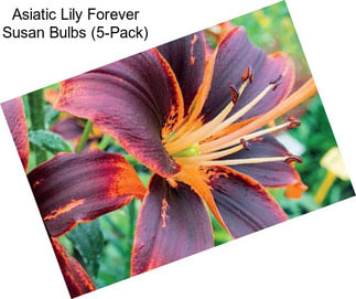 Asiatic Lily Forever Susan Bulbs (5-Pack)