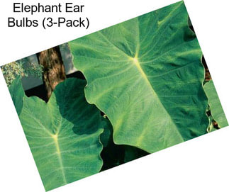 Elephant Ear Bulbs (3-Pack)