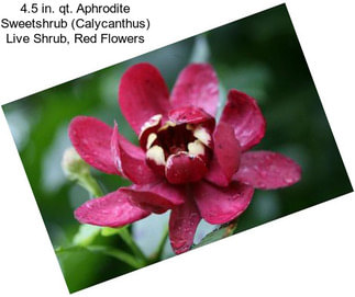 4.5 in. qt. Aphrodite Sweetshrub (Calycanthus) Live Shrub, Red Flowers