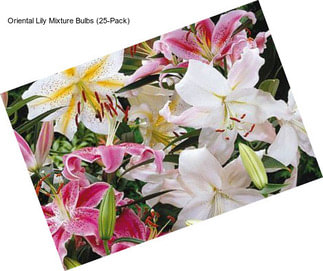 Oriental Lily Mixture Bulbs (25-Pack)