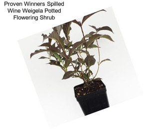 Proven Winners Spilled Wine Weigela Potted Flowering Shrub