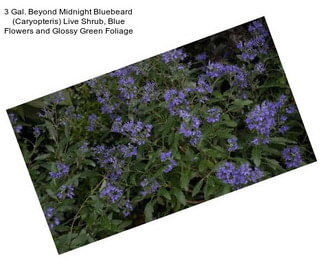 3 Gal. Beyond Midnight Bluebeard (Caryopteris) Live Shrub, Blue Flowers and Glossy Green Foliage