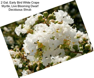 2 Gal. Early Bird White Crape Myrtle, Live Blooming Dwarf Deciduous Shrub