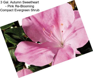 3 Gal. Autumn Sweetheart - Pink Re-Blooming Compact Evergreen Shrub