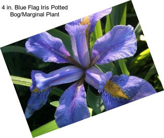 4 in. Blue Flag Iris Potted Bog/Marginal Plant