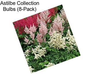 Astilbe Collection Bulbs (8-Pack)