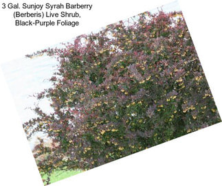 3 Gal. Sunjoy Syrah Barberry (Berberis) Live Shrub, Black-Purple Foliage