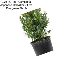 9.25 in. Pot - Compacta Japanese Holly(Ilex), Live Evergreen Shrub