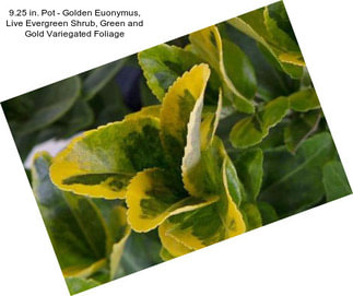 9.25 in. Pot - Golden Euonymus, Live Evergreen Shrub, Green and Gold Variegated Foliage