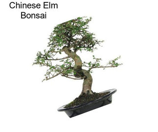 Chinese Elm Bonsai