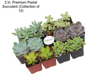 2 in. Premium Pastel Succulent (Collection of 12)