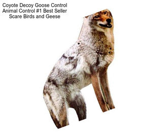 Coyote Decoy Goose Control Animal Control #1 Best Seller Scare Birds and Geese