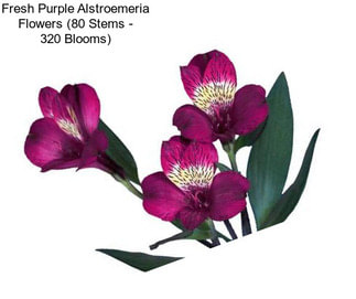 Fresh Purple Alstroemeria Flowers (80 Stems - 320 Blooms)