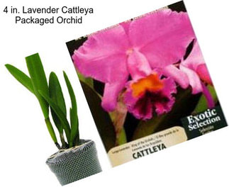 4 in. Lavender Cattleya Packaged Orchid