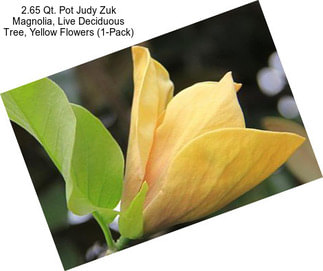 2.65 Qt. Pot Judy Zuk Magnolia, Live Deciduous Tree, Yellow Flowers (1-Pack)