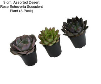 9 cm. Assorted Desert Rose Echeveria Succulent Plant (3-Pack)