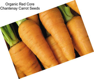 Organic Red Core Chantenay Carrot Seeds