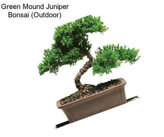 Green Mound Juniper Bonsai (Outdoor)