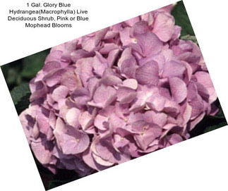 1 Gal. Glory Blue Hydrangea(Macrophylla) Live Deciduous Shrub, Pink or Blue Mophead Blooms