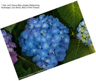 1 Gal. Let\'s Dance Blue Jangles Reblooming Hydrangea, Live Shrub, Blue or Pink Flowers