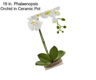 19 in. Phalaenopsis Orchid in Ceramic Pot