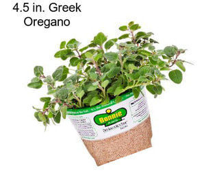4.5 in. Greek Oregano