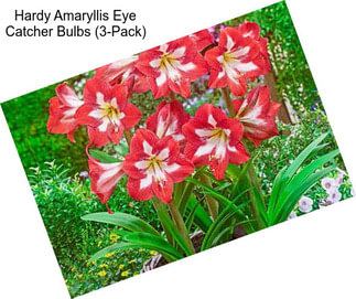 Hardy Amaryllis Eye Catcher Bulbs (3-Pack)