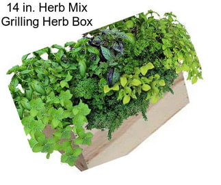 14 in. Herb Mix Grilling Herb Box