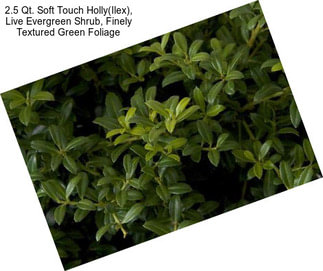 2.5 Qt. Soft Touch Holly(Ilex), Live Evergreen Shrub, Finely Textured Green Foliage