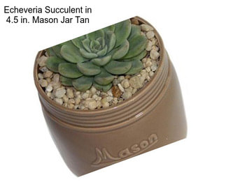 Echeveria Succulent in 4.5 in. Mason Jar Tan