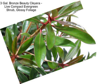 3 Gal. Bronze Beauty Cleyera - Live Compact Evergreen Shrub, Glossy Foliage