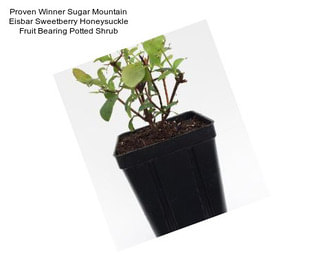 Proven Winner Sugar Mountain Eisbar Sweetberry Honeysuckle Fruit Bearing Potted Shrub