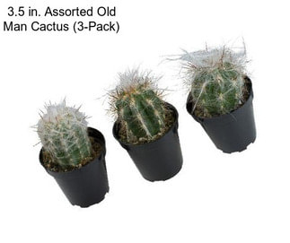 3.5 in. Assorted Old Man Cactus (3-Pack)