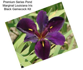 Premium Series Pond Marginal Louisiana Iris Black Gamecock Kit
