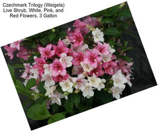 Czechmark Trilogy (Weigela) Live Shrub, White, Pink, and Red Flowers, 3 Gallon