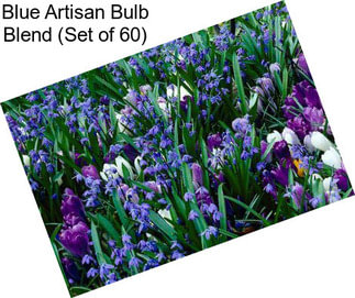 Blue Artisan Bulb Blend (Set of 60)
