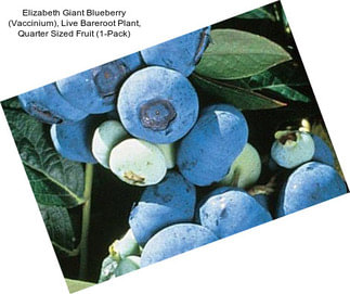 Elizabeth Giant Blueberry (Vaccinium), Live Bareroot Plant, Quarter Sized Fruit (1-Pack)