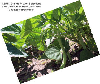 4.25 in. Grande Proven Selections Blue Lake Green Bean Live Plant Vegetable (Pack of 4)