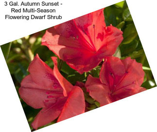 3 Gal. Autumn Sunset - Red Multi-Season Flowering Dwarf Shrub
