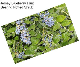 Jersey Blueberry Fruit Bearing Potted Shrub