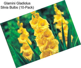 Glamini Gladiolus Silvia Bulbs (10-Pack)