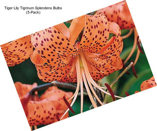 Tiger Lily Tigrinum Splendens Bulbs (5-Pack)