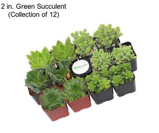 2 in. Green Succulent (Collection of 12)