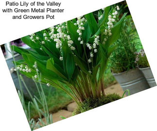 Patio Lily of the Valley with Green Metal Planter and Growers Pot