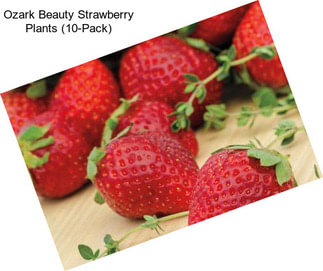 Ozark Beauty Strawberry Plants (10-Pack)