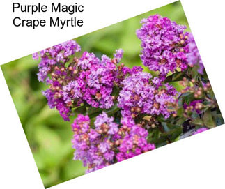 Purple Magic Crape Myrtle