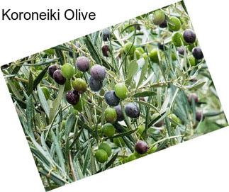 Koroneiki Olive