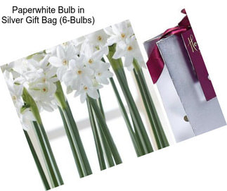 Paperwhite Bulb in Silver Gift Bag (6-Bulbs)