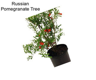 Russian Pomegranate Tree