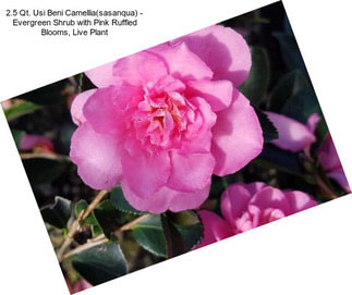 2.5 Qt. Usi Beni Camellia(sasanqua) - Evergreen Shrub with Pink Ruffled Blooms, Live Plant